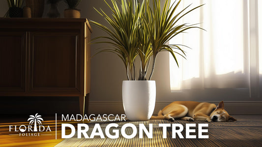 Madagascar Dragon Tree | Extra Large 3 Gallon Tree | Large Beautiful Florist Quality House Plant | Air Purifying Exotic Indoor Plant | Perfect for Home and Office Decor