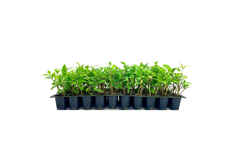 Gardenia August Beauty | Live Plants | Gardenia Jasminoides | Beautiful Fragrant White Blooming Shrub