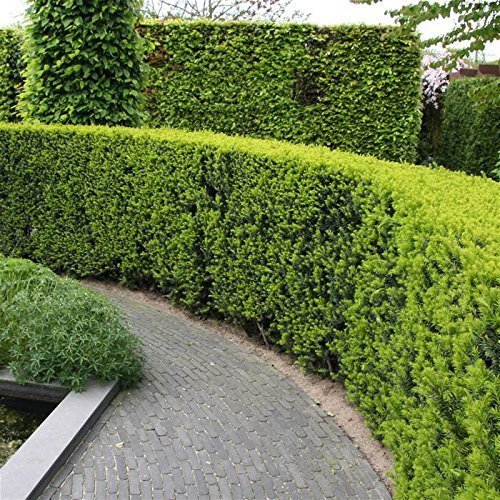 Podocarpus Macrophyllus Japanese Yew | 20 Live Plants | Low Maintenance Evergreen Hedge