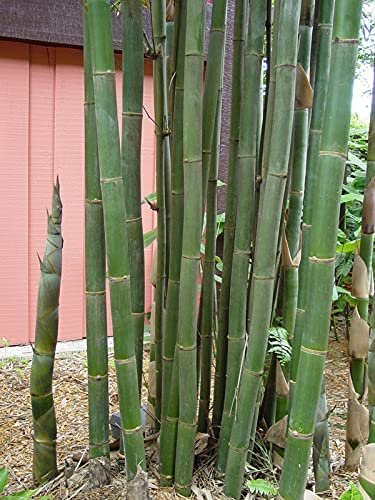 Giant Timber Bamboo | Live Plant | Bambusa Oldhamii | Beautiful Non|Invasive Clumping Bamboo Privacy Screen