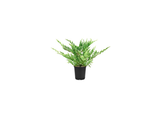Hughes Juniper | Live 4 Inch Pots | Drought|Tolerant Evergreen for Landscaping, Privacy Screens, and Bonsai, Easy|to|Grow