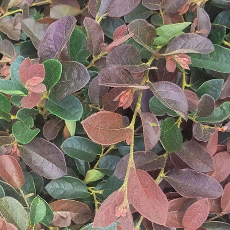 Loropetalum Ruby | Extra Large 3 Gallon Plants | Loropetalum Chinense 'Ruby' | Vibrant Garden Addition | Easy|Grow Foliage