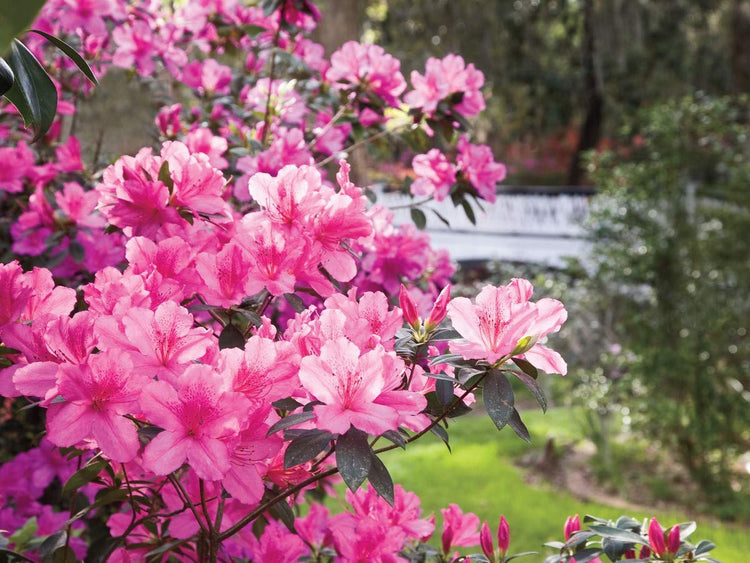 Azalea Southern Charm | Live Plants | Pink Flowering Rhododendron Shrub