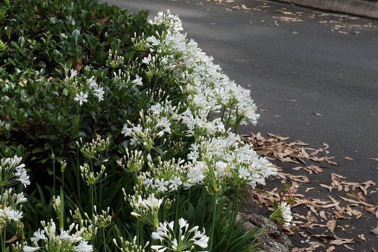 Agapanthus Getty White | Live Plants | Blooming Groundcover Grass