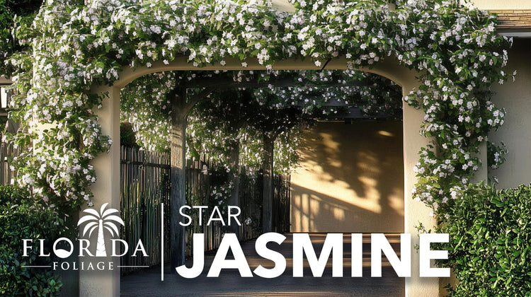 Star Confederate Jasmine | Live Plants | Trachelospermum jasminoides | Flowering Vine Plants | Evergreen Ground Cover for Landscaping
