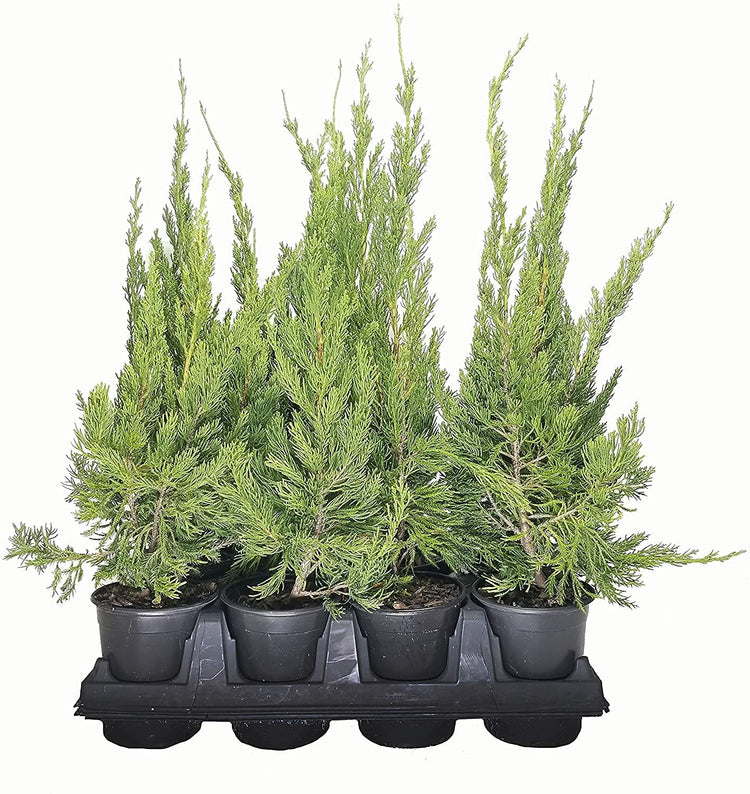 Hollywood Juniper | Juniperus Chinensis Torulosa | Live Quart Size Tree | Drought Tolerant Cold Hardy Evergreen Plant