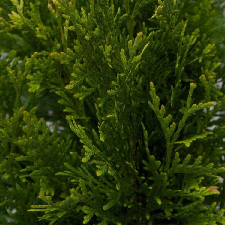 Thuja Plicata 'Green Giant' Arborvitae | Quart Size Plant | Live Evergreen Privacy Tree