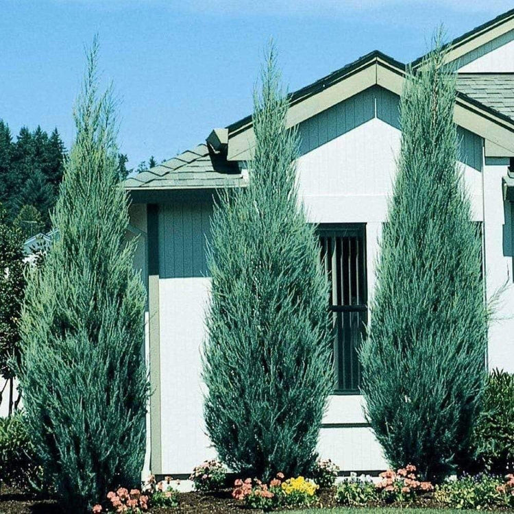Medora Juniper | Extra Large 3 Gallon Plants | Columnar Evergreen Shrub for Privacy, Landscaping, and Ornamental Gardens | Drought|Resistant & Easy|to|Grow