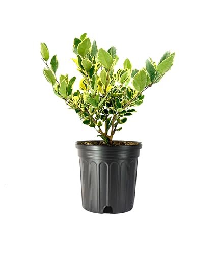 Ligustrum Japonicum Jack Frost Privet | Large Gallon Size Plants I Live Variegated, Fast|Growing, Evergreen Shrub for Stunning Ornamental Landscaping, Ideal for Privacy Hedges