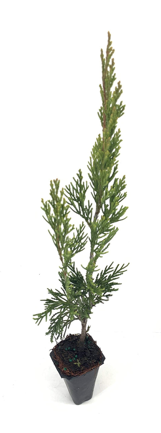 Spartan Juniper | Live Trees | Juniperus Chinensis