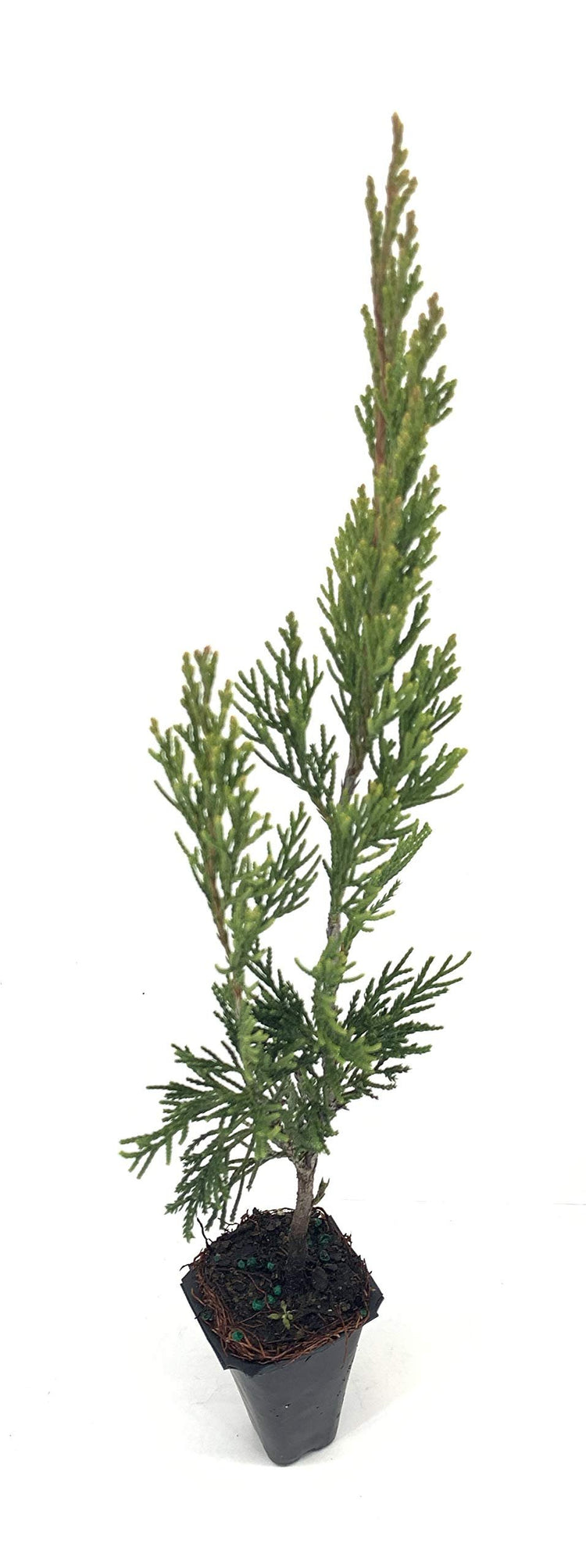 Spartan Juniper | Live Trees | Juniperus Chinensis