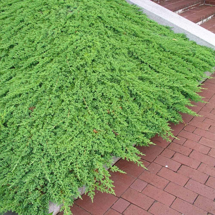 Procumbens Nana Juniper | Extra Large 3 Gallon Plants | Lush, Low|Growing Evergreen, Ideal for Ground Cover, Bonsai, Topiary, and Landscape Design, Hardy & Drought Resistant
