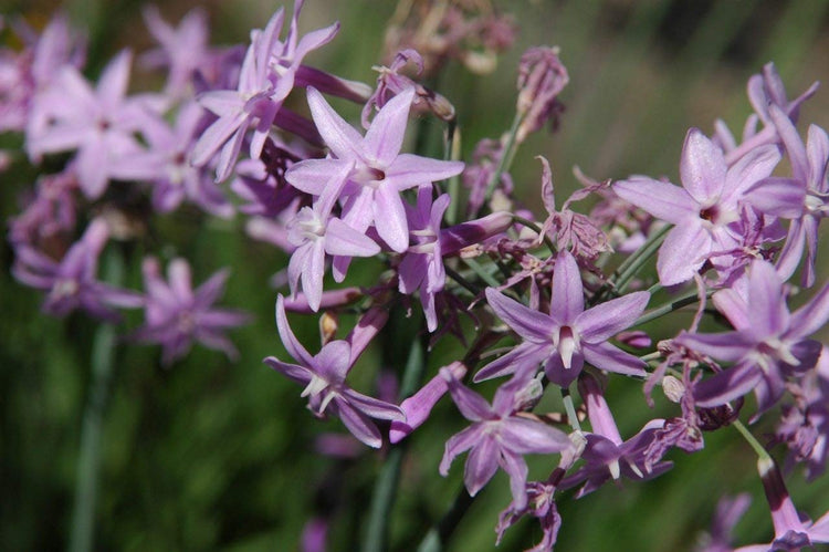 Society Garlic | Live Plants | Tulbaghia Violacea | Butterfly Attracting Flowers