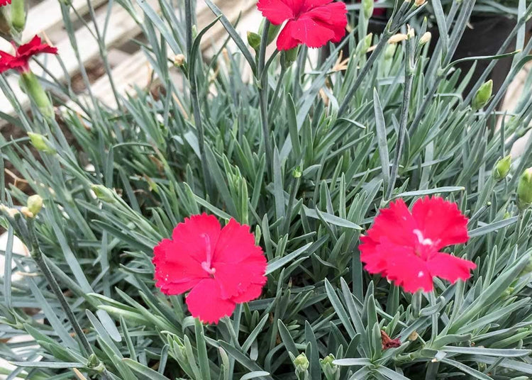 Frosty Fire Dianthus | Live Plants | Dianthus Allwoodii | Fragrant Cold Hardy Groundcover