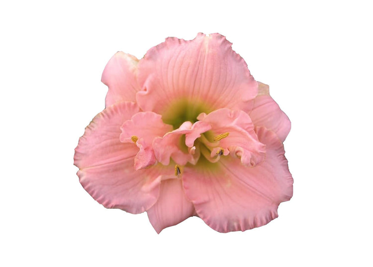 Daylily Siloam Double Classic I Live 3 Inch Pots I Hemerocallis I Peach Colored Flowers