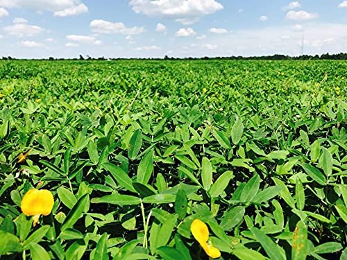 EcoTurf Perennial Peanut Grass | Live Plants | Arachis Glabrata | Live Ground Cover for Sustainable Landscaping, Drought|Tolerant