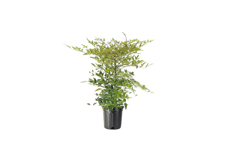 Heavenly Bamboo | Nandina Domestica | Live Gallon Size Plant | Beautiful & Colorful Low Maintenance Foliage