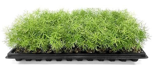 Fern Sprengeri | Live Plants | Asparagus Densiflorus | Evergreen Ornamental Fern | Lush Green Foliage for Hanging Baskets & Borders