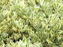 Ligustrum Jack Frost | Extra Large 3 Gallon Plants | Variegated Foliage | Ideal for Hedges and Borders | Decorative Outdoor Shrub