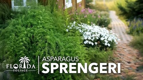 Fern Sprengeri | Live Plants | Asparagus Densiflorus | Evergreen Ornamental Fern | Lush Green Foliage for Hanging Baskets & Borders