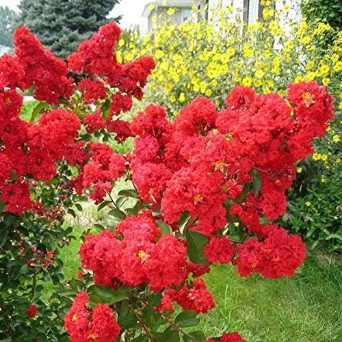 Crape Myrtle Dynamite Red | Live Plants | Vivid Red Blooms & Hardy Growth, Live Plant, Ornamental Shrub for Striking Garden Display