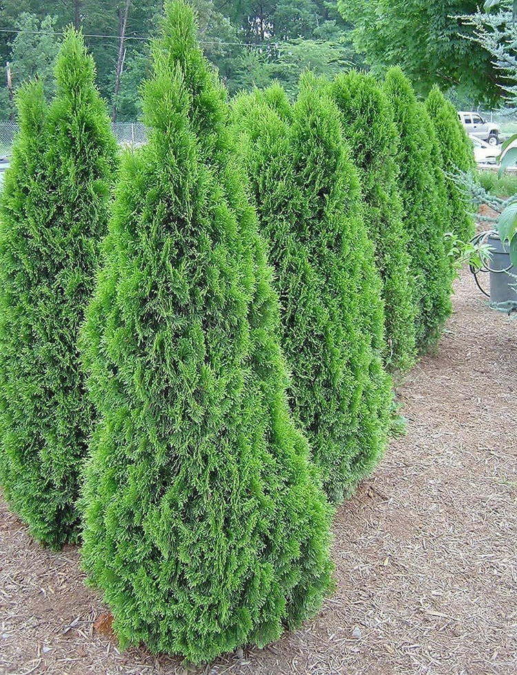 Arborvitae Emerald Green | Live 4 Inch Pot | Thuja Occidentalis Smaragd Tree | Evergreen Privacy Screening Hedge Plants
