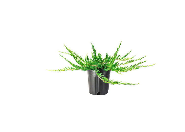 Juniper Bar Harbor | Live Gallon Size Plants | Juniperus Horizontalis | Drought Tolerant Cold Hardy Evergreen Groundcover