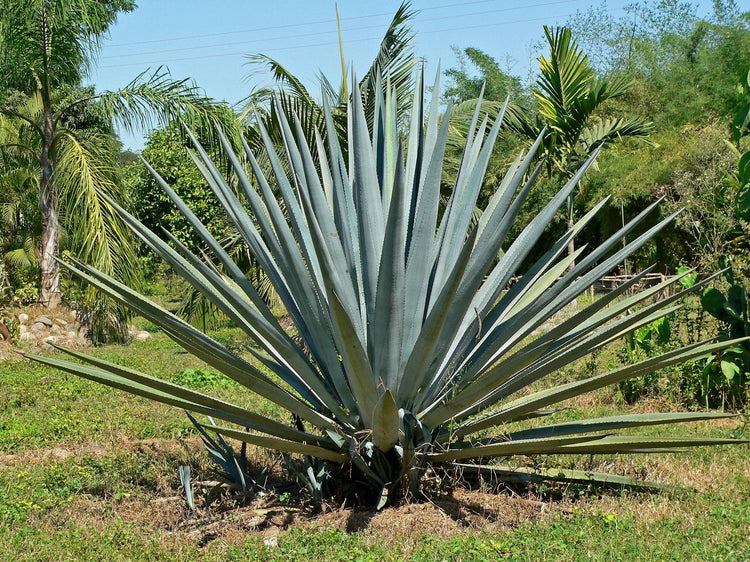 Agave Tequilana | Live Large Size Plant | Blue Weber Tequila Succulent | Drought Tolerant Hardy Ornamental Specimen