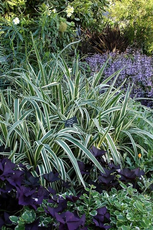 Variegated Flax Lily I Large Gallon Size Plants I Dianella Tasmanica I Live Striking Green and White Foliage, Drought|Resistant, Evergreen Perennial