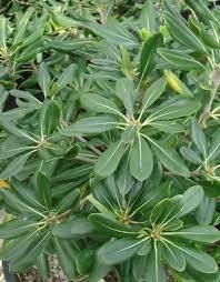 Pittosporum Green | Extra Large 3 Gallon Plants | Pittosporum Tobira | Lush Privacy Hedge | Easy|Care Landscape