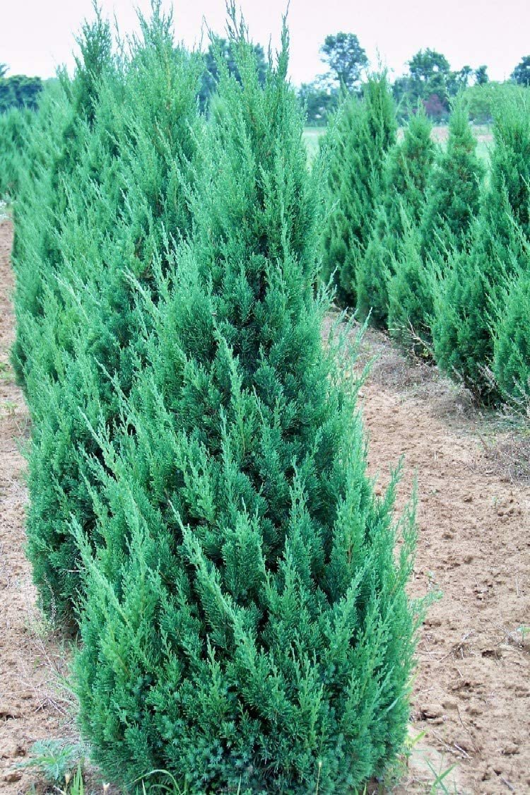 Blue Point Juniper | Large 3 Gallon Tree | Juniperus Chinensis | Evergreen Screening Plants