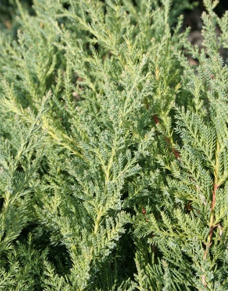 Nicks Compacta | Live 4 Inch Pots | Indoor and Outdoor Plant, Low Maintenance, Ideal for Container Gardening and Small Spaces