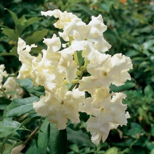 Lady of The Night | Live Plants | Brunfelsia Americana Nitida | Fragrant Tropical Bloomer | Perfect for Evening Gardens