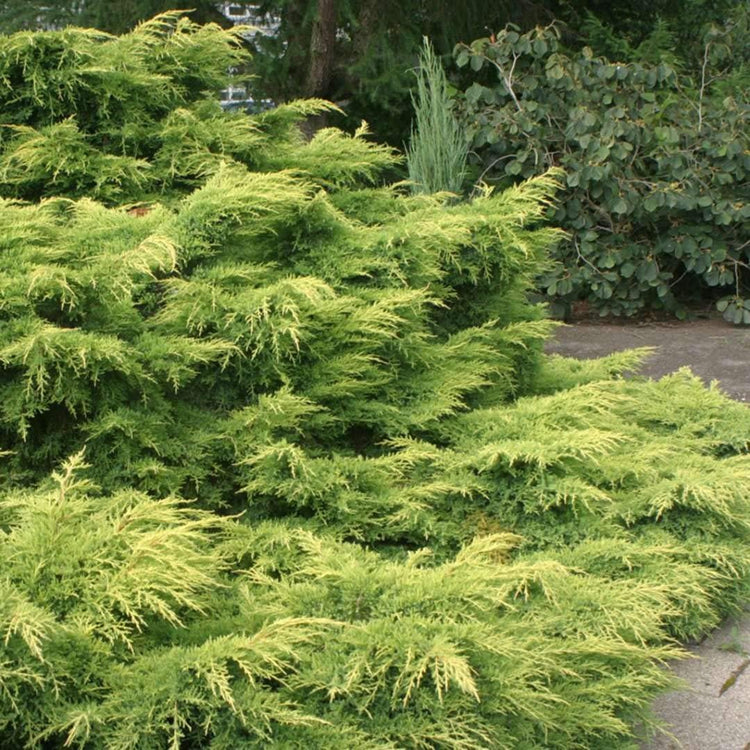 Gold Lace Juniper | Live Plants | Juniperus Chinensis | Evergreen Groundcover
