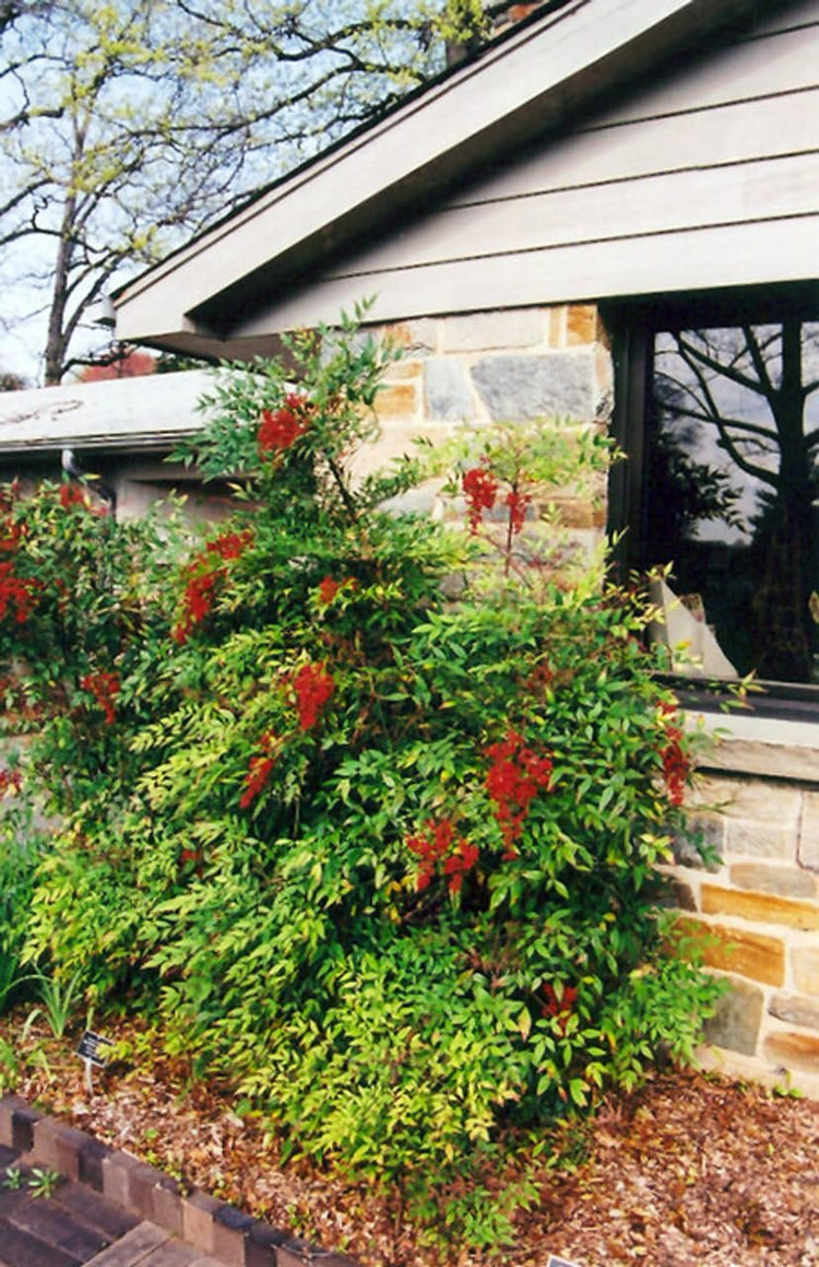 Nandina Domestica | Extra Large 3 Gallon Plants | Heavenly Bamboo | Vibrant Year|Round Color | Low Maintenance