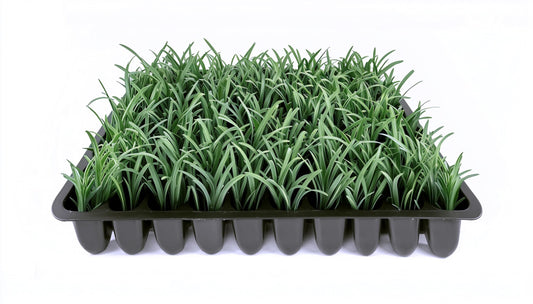 Dwarf Mondo Grass | Live Plants | Ophiopogon Japonicus Nana | Lush Ground Cover | Shade Loving Low Maintenance Garden Solution | Ideal for Landscaping and Borders | Hardy and Evergreen