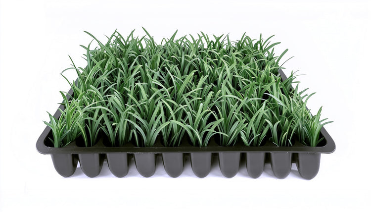 Dwarf Mondo Grass | Live Plants | Ophiopogon Japonicus Nana | Lush Ground Cover | Shade Loving Low Maintenance Garden Solution | Ideal for Landscaping and Borders | Hardy and Evergreen