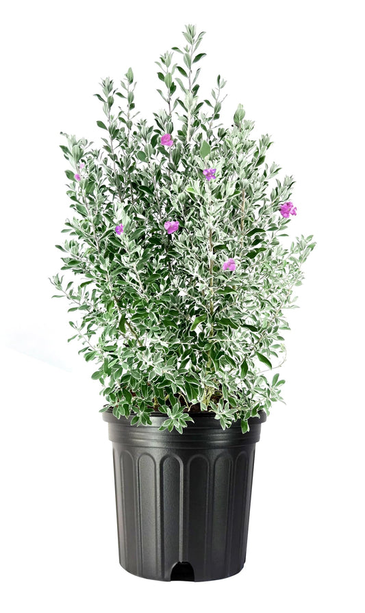 Texas Sage | Extra Large 3 Gallon Plants | Leucophyllum frutescens | Drought Tolerant | Low Maintenance Landscaping