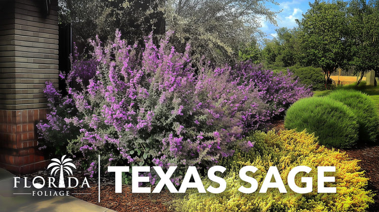 Texas Sage | Live Plants | Leucophyllum frutescens | Drought|Tolerant Shrub for Landscaping | Hardy Evergreen with Silver Foliage and Purple Blooms