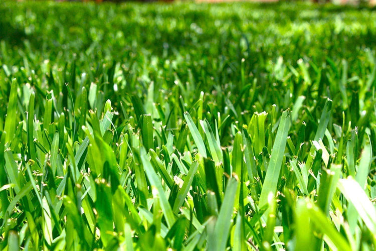 St. Augustine 'Seville' Sod | Live Plugs | Drought, Salt & Shade Tolerant Turf Grass