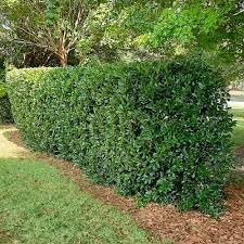 Needlepoint Holly | Extra Large Gallon Plants | Ilex cornuta 'Needlepoint' | Lush Decorative Shrub | Perfect for Outdoor Landscaping