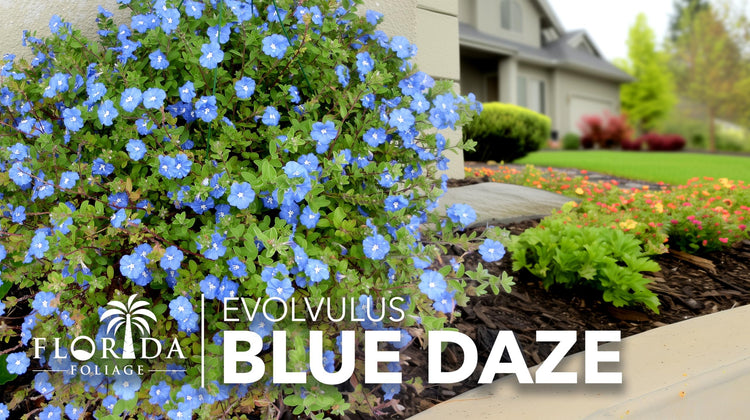 Blue Daze | Live Plants | Evolvulus glomeratus | Heat Tolerant Ground Cover | Year|Round Flowering Plant for Gardens & Landscapes