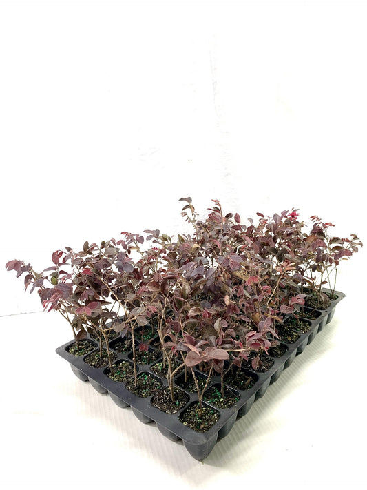 Loropetalum Red Chocolate I Live Plants I Chinese Fringe Flower I Deep Burgundy Foliage with Pink Flower Accents | Low|Maintenance, Drought|Resistant Shrub