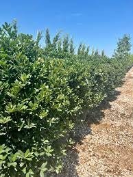 Needlepoint Holly | Extra Large Gallon Plants | Ilex cornuta 'Needlepoint' | Lush Decorative Shrub | Perfect for Outdoor Landscaping