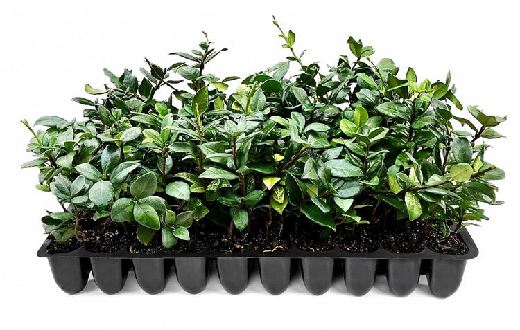 Star Confederate Jasmine | Live Plants | Trachelospermum jasminoides | Flowering Vine Plants | Evergreen Ground Cover for Landscaping