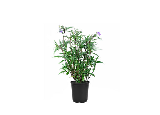 Mexican Petunia Purple | Large Gallon Size Plants | Ruellia Brittoniana | Purple Flowering Landscape Pollinator | Heat Tolerant Groundcover | Outdoor Perennial for Gardens Borders Walkways Container