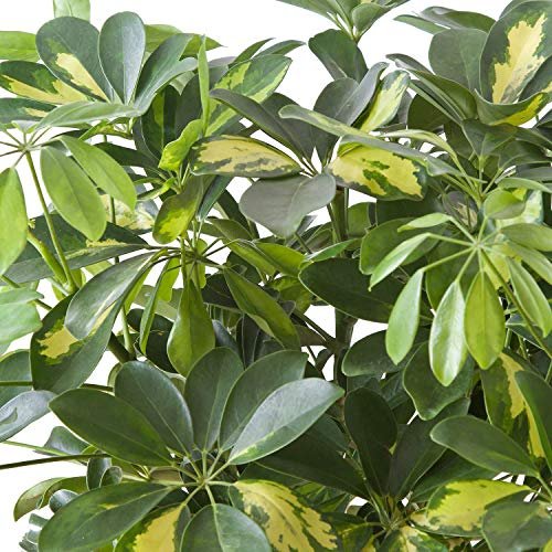 Umbrella Tree | 'Gold Capella' Live Braided Schefflera Arboricola | Florist Quality | Beautiful Indoor Tree | 3 Feet Tall