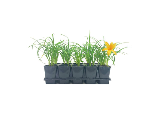 Daylily Aztec Gold | Live 4 Inch Pots | Hemerocallis Plants | Beautiful Low Maintenance Blooming Groundcover