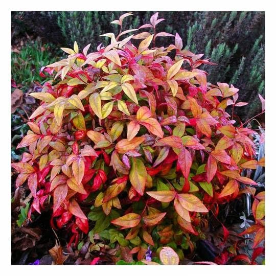 Nandina Firepower | Extra Large 3 Gallon Plants | Nandina Domestica 'Firepower' | Vibrant Foliage All Year | Easy to Grow