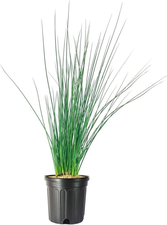 Blue Arrows Rush Grass | Live Gallon Size Plant | Juncus Inflexus | Drought Tolerant Low Maintenance Ornamental